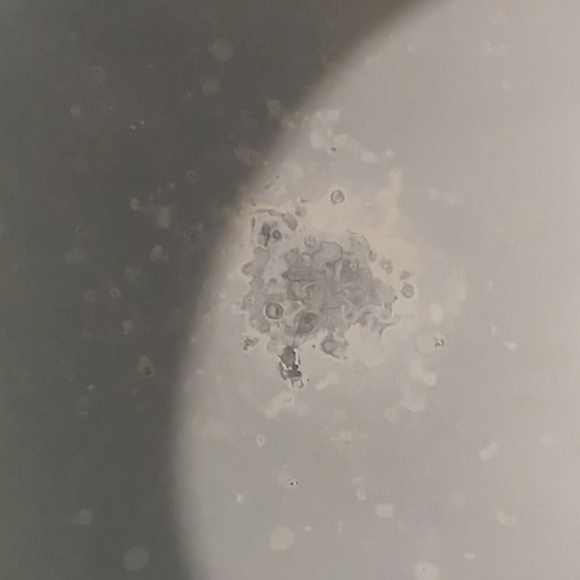 FULL MOON Ceiling Light Cover - Picture 3 of 4